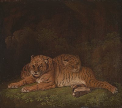 Tigres - Charles Towne