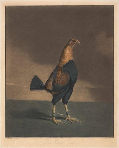 Combats de coqs [une paire] :  2. Le coq paré - Charles Turner