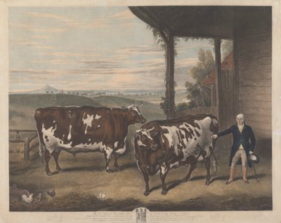 Deux bœufs de Durham - Charles Turner