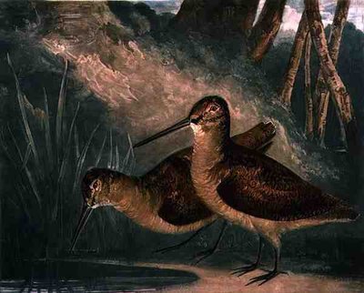 Woodcocks, planche 4 de British Feather Game, gravé par l