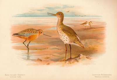 Barge à queue barrée Limosa rufa, Chevalier gambette Totanus, 1900 - Charles Whymper