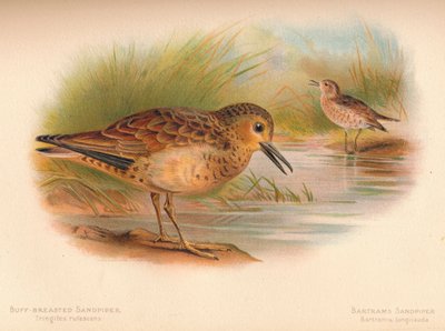 Bécasseau roussâtre Tringites rufescens, Bécasseau de Bartram Bartramia longicauda, 1900 - Charles Whymper