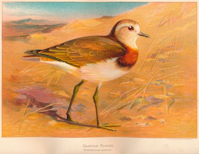 Pluvier de la Caspienne Ochthodromus asiaticus, 1900 - Charles Whymper