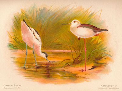 Avocette élégante Recurvirostra avosetta, Échasse blanche Himantopus melanopterus - Charles Whymper