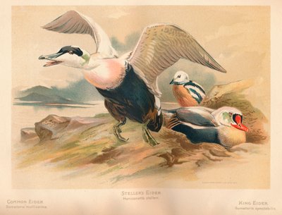 Eider à duvet Somateria mollissima, Eider de Steller Heniconnetta stelleri, Eider à tête grise Somateria - Charles Whymper