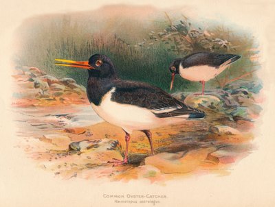 Huîtrier pie commun Haematopus ostralegus, 1900 - Charles Whymper