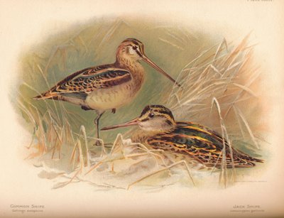 Bécassine des marais Gallinago scolopacina, Bécassine sourde Limnocryptes gallinula, 1900 - Charles Whymper