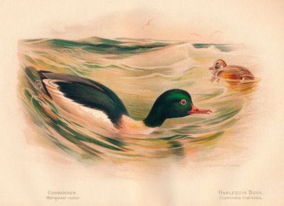 Harle bièvre, Harlequin Duck, 1900 - Charles Whymper