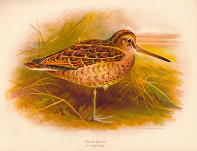 Grande Bécassine Gallinago major - Charles Whymper