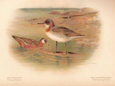 Phalarope gris Phalaropus fulicarius, Phalarope à bec étroit Phalaropus hyperboreus - Charles Whymper