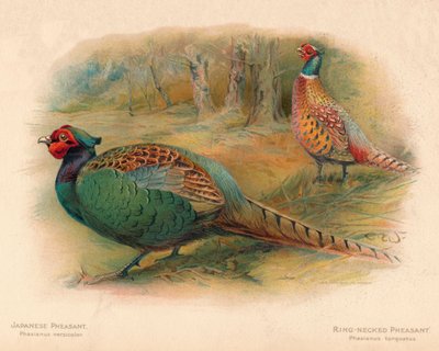 Faisan japonais Phasaianus versicolor, Faisan à collier Phasaianus torquatus, 1900 - Charles Whymper