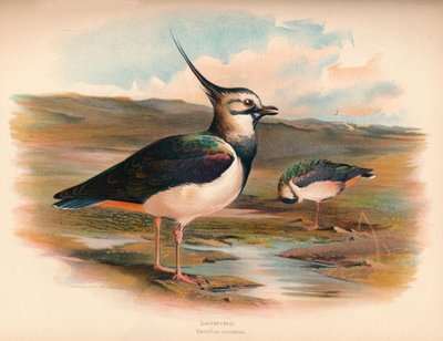 Vanneau huppé Vanellus cristacus, 1900 - Charles Whymper