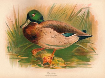 Canard colvert Anas boschas, 1900 - Charles Whymper