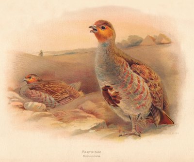 Perdrix grise - Charles Whymper