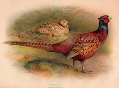 Faisan Phasianus colchicus, 1900 - Charles Whymper