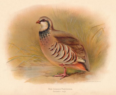 Perdrix rouge Caccabus rufa, 1900 - Charles Whymper