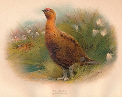 Lagopède d
