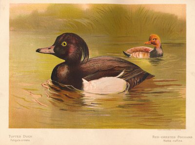 Canard morillon Fuligata cristata, Nette rousse Netta rufina, 1900 - Charles Whymper