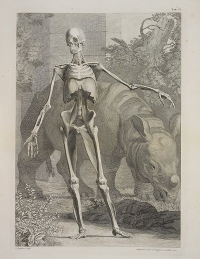 Squelette et rhinocéros, Tables du squelette et des muscles du corps humain, par Bernhard Siegfried Albinus - Charles the Elder Grignion