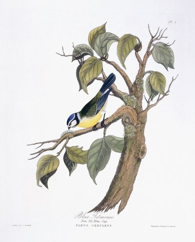Mésange bleue - Charlotte L. E. Perrott