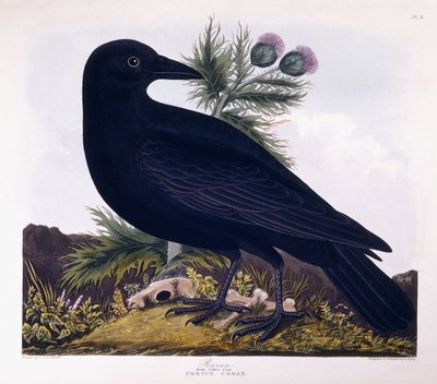 Corbeau : Grand corbeau - Charlotte L. E. Perrott