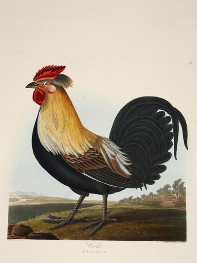 Coq, Phasianus, pub. 1835 Gravure colorée à la main - Charlotte Lousia Emily Perrott