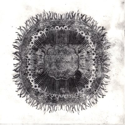 Cellules végétales, 2019 - Charlotte Orr