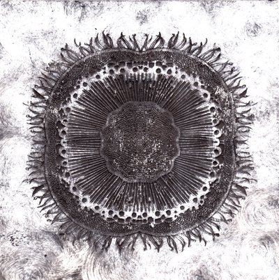 Cellules végétales, 2019 - Charlotte Orr