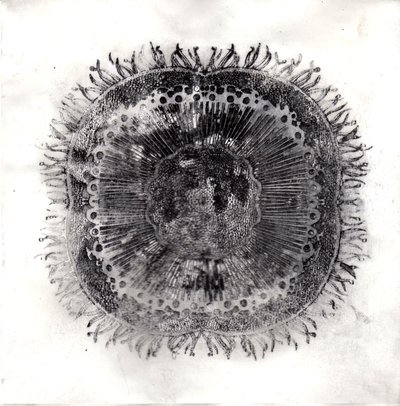 Cellules végétales, 2019 - Charlotte Orr