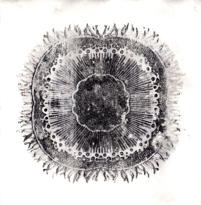 Cellules Végétales - Charlotte Orr