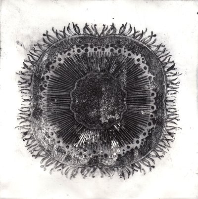 Cellules végétales, 2019 - Charlotte Orr