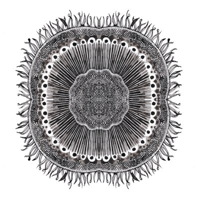 Cellules végétales, 2019 - Charlotte Orr