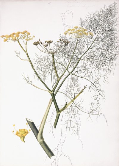 Étude Botanique, 1822-1845 - Charlotte Strickland