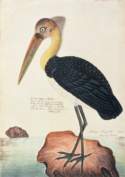 Ardea Argala, d