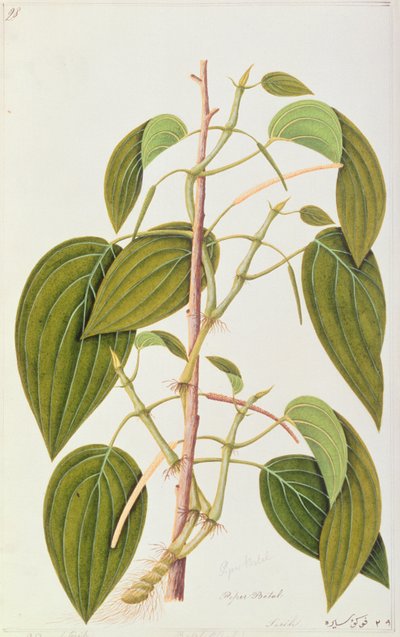 Feuille de bétel, de Cinquante-cinq dessins de plantes médicinales de Malacca, Volume 1, c.1805-18 - Chinese School