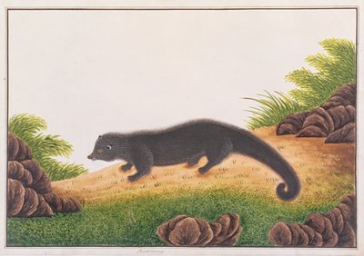 Binturong, tiré de Dessins d