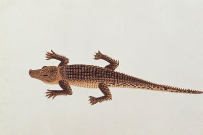 Boo-ay-ah Alligator, de Dessins d