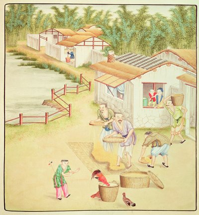 Paysans chinois tamisant du riz - Chinese School