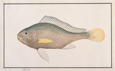 Courbine, de dessins de poissons de Malacca, c.1805-18 - Chinese School