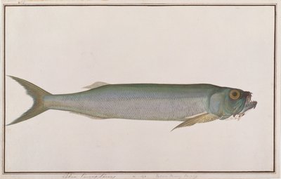 Dorab loup-hareng, de dessins de poissons de Malacca, c.1805-18 - Chinese School