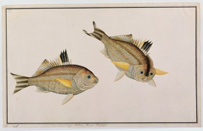 Eekan King-kerong, des dessins de poissons de Malacca, c.1805-18 - Chinese School