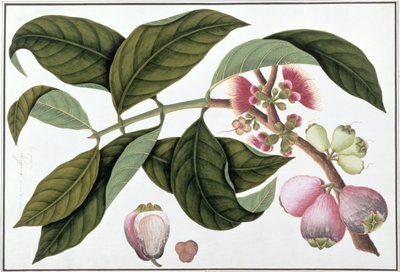 Eugenia ou Jamboo Teloie poote, de Dessins de plantes de Malacca, c.1805-18 - Chinese School