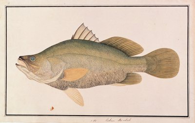 Perche géante, des dessins de poissons de Malacca, c.1805-18 - Chinese School