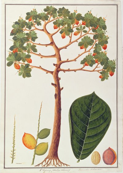 Klapang Terminalia Molucana ou amande malaise, de Dessins de plantes de Malacca, c.1805-18 - Chinese School