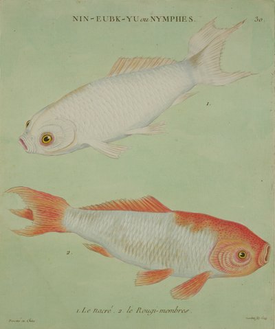 Le Nacre, Le Rougi-Membres, gravé par François Nicholas Martinet (1731-ap.1796) - Chinese School