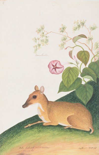 Chevrotain, tiré de Dessins d
