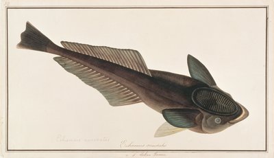 Poisson-suceur vivant, de dessins de poissons de Malacca, c.1805-18 - Chinese School