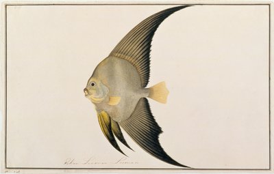 Poisson-chauve-souris à longues nageoires, de dessins de poissons de Malacca, c.1805-18 - Chinese School