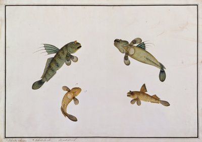 Poisson de boue, Bloodo chiena, Bloodo La-ore, de dessins de poissons de Malacca, c.1805-18 - Chinese School