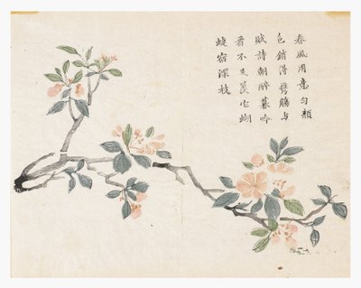 Jardin de graines de moutarde - Chinese School